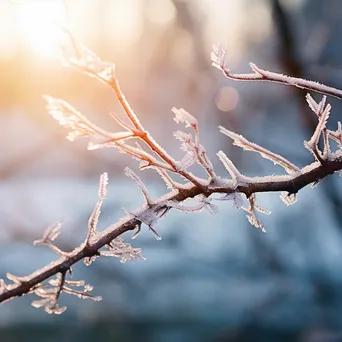 Close-up of ice crystals on a snow-covered branch - Image 1