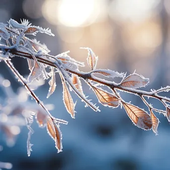 Close-up of ice crystals on a snow-covered branch - Image 2