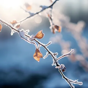 Close-up of ice crystals on a snow-covered branch - Image 3