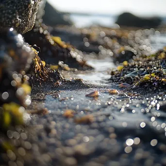 Close-up of water droplets and crayfish in tide pool - Image 4