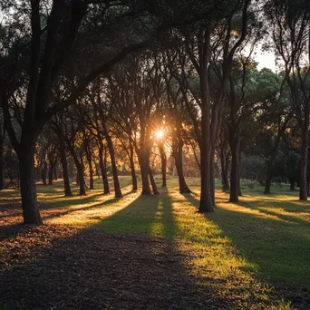 Sunset rays shining through a grove of trees - Image 2