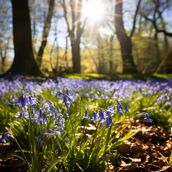 Woodland clearing in spring filled with blooming bluebells. - Image 1