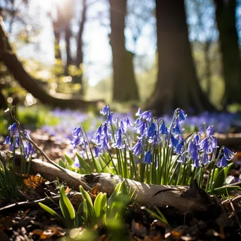 Woodland clearing in spring filled with blooming bluebells. - Image 4