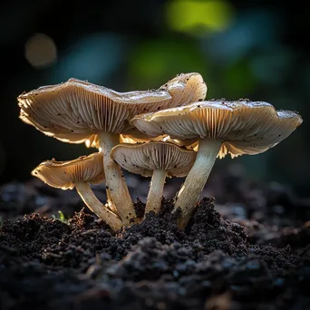 Tawny mushrooms emerging from dark soil - Image 1