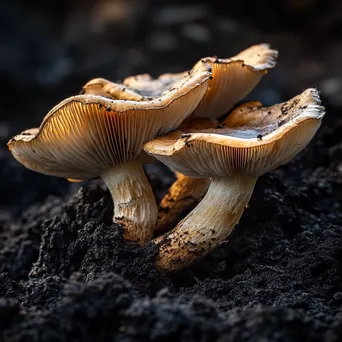 Tawny mushrooms emerging from dark soil - Image 3