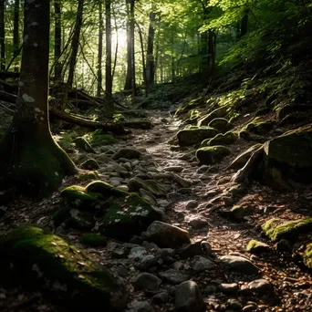 Rocky woodland trail with sunlight filtering through branches - Image 2