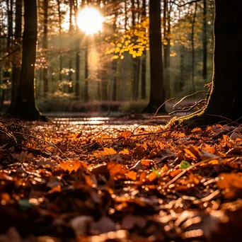 Autumn leaves covering the forest floor with golden light filtering through trees. - Image 2