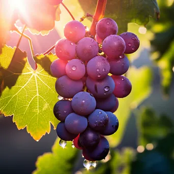 Close-up of fresh grapes on vine with dew in morning light - Image 2