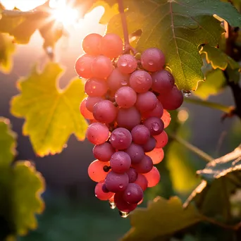 Morning Dew on Grapes