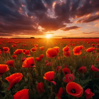 Poppy field sunset - Image 4