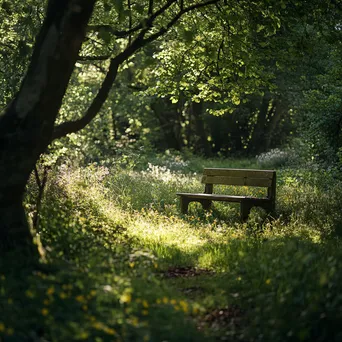 Woodland Clearing with Sunlit Bench