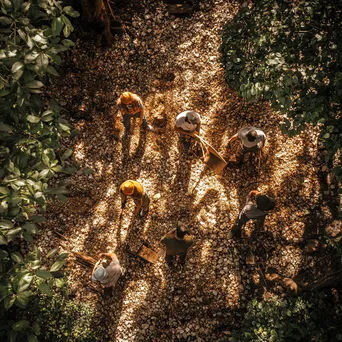 Workers engaged in stripping cork bark from oak trees - Image 1