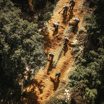 Workers engaged in stripping cork bark from oak trees - Image 4