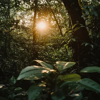 Sunlight filtering through tree leaves in a dense forest - Image 1