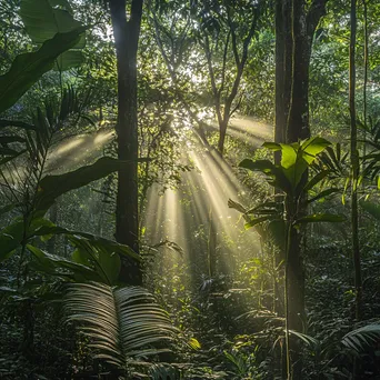 Sunlight filtering through tree leaves in a dense forest - Image 4