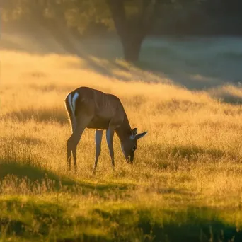 Deer grazing at dawn - Image 2