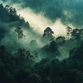 Enchanting Rainforest Fog