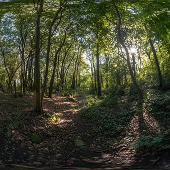 Woodland scene with sunrays creating beautiful light - Image 1