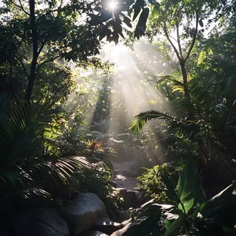 Woodland scene with sunrays creating beautiful light - Image 2