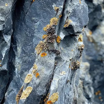 Close-up of textured rock surfaces on sea stacks - Image 3