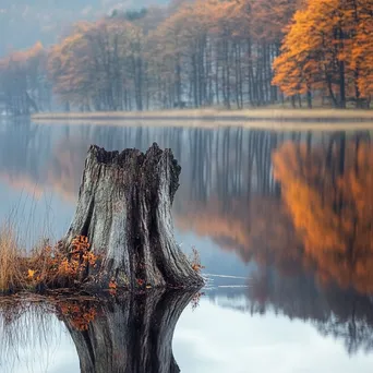 Ancient tree stump beside a calm lake reflecting autumn colors - Image 1