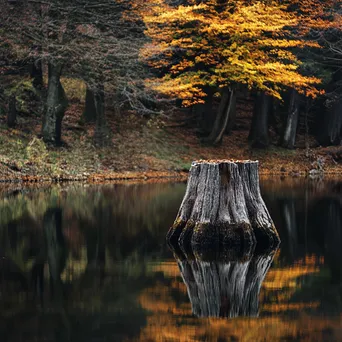 Ancient tree stump beside a calm lake reflecting autumn colors - Image 4