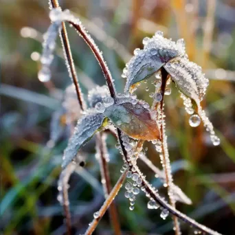 icy dew drops - Image 2