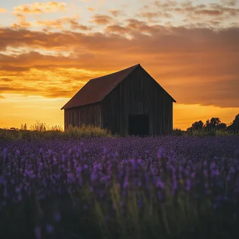 Silhouette of a barn in lavender fields during sunset. - Image 3