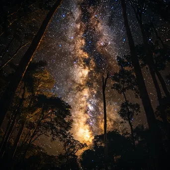 Milky Way galaxy seen through dense forest trees - Image 1