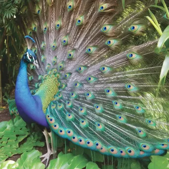 Peacock with vibrant plumage in a botanical garden - Image 4