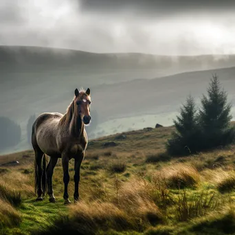 Lone Horse on Misty Hillside