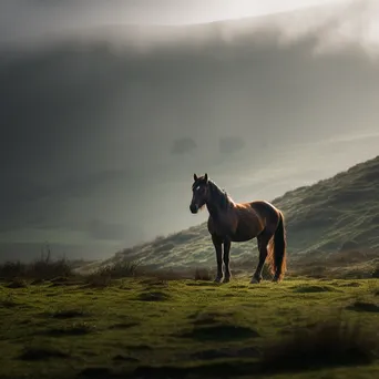 Lone horse on a misty hillside - Image 2