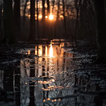 Twilight Forest Spring