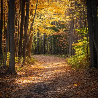 Autumn Forest Path