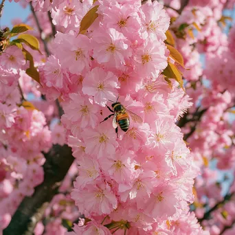 Bee on Cherry Blossoms