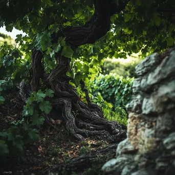 Ancient vine vineyard surrounded by greenery - Image 1