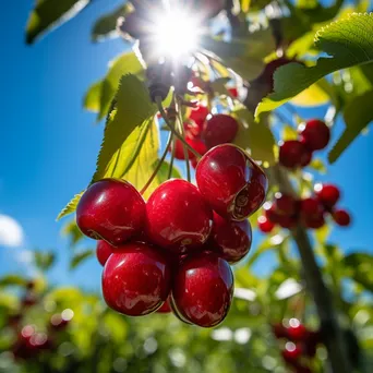 Branches loaded with ripe cherries in a bright orchard - Image 2