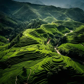 Aerial view of terraced tea fields on a mountainside - Image 2