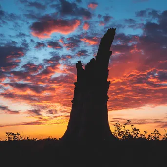 Silhouette of an ancient tree stump with a colorful sunset sky - Image 2