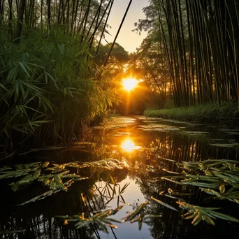 Pond surrounded by bamboo with reflections - Image 3