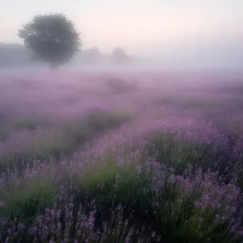 A peaceful lavender field in the early morning mist - Image 2