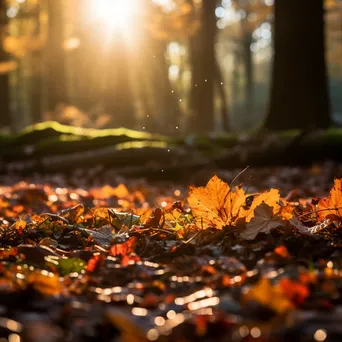 Autumn leaves illuminated by sunlight in a forest - Image 3