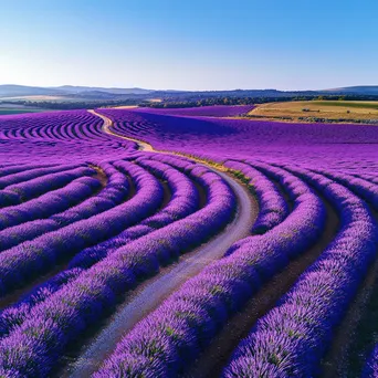 Aerial shot of lavender fields with a path in the middle. - Image 3