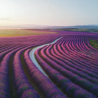 Aerial shot of lavender fields with a path in the middle. - Image 4