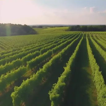 Aerial view of a green vineyard with rows of grapevines - Image 3