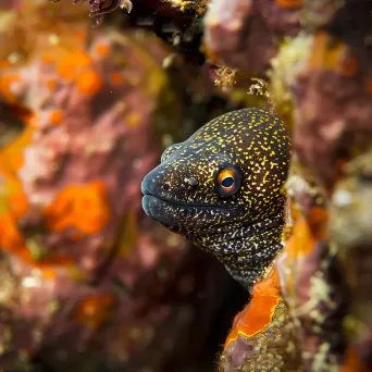 moray eel peeking - Image 4