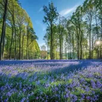 Blooming bluebell forest under a clear blue sky - Image 2