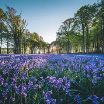 Blooming bluebell forest under a clear blue sky - Image 3