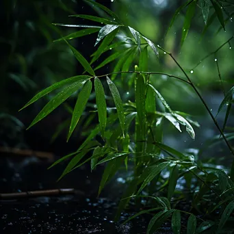 Bamboo forest during light rain with misty ambiance - Image 1