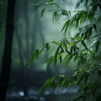 Bamboo forest during light rain with misty ambiance - Image 3